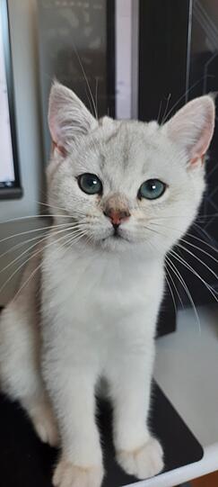Mogli