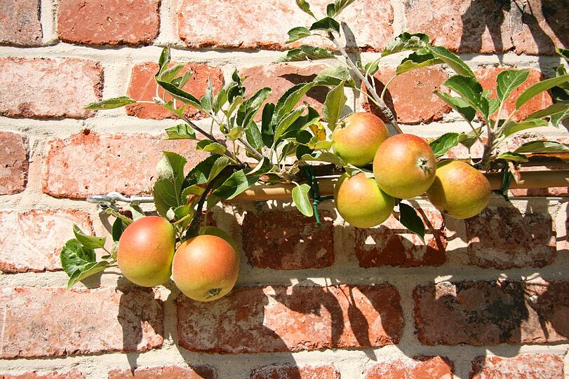 Obst vom Bauern soll es auf dem Markt geben. (Symbolbild)