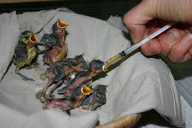 Ganze Nester mit Vogeljungen werden ins Tierheim gebracht. Die Mutter war vielleicht in der Nähe, der Mensch hat sie verscheucht.