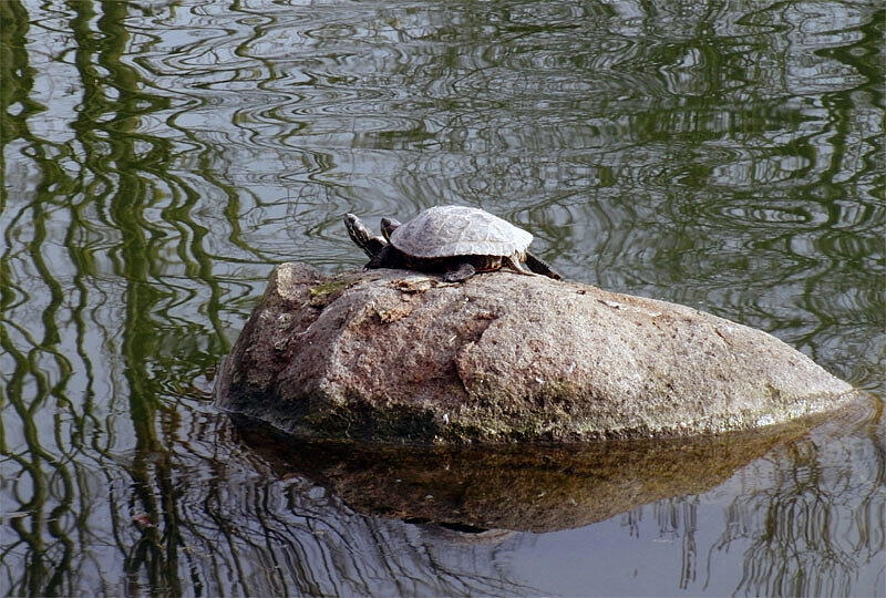 Die Schildkröten gehören zu den Attraktionen des Westparks.