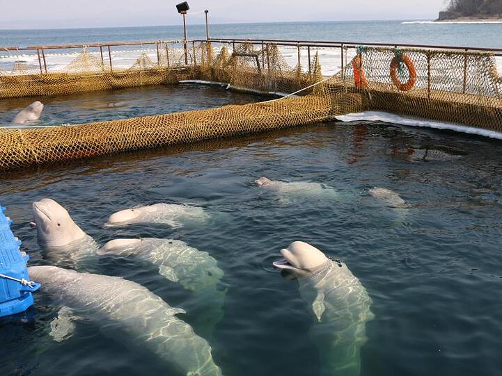Belugas schwimmen in einer abgesperrten Anlage in Wladiwostok.
