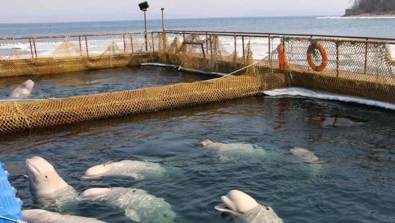 Belugas schwimmen in einer abgesperrten Anlage in Wladiwostok.