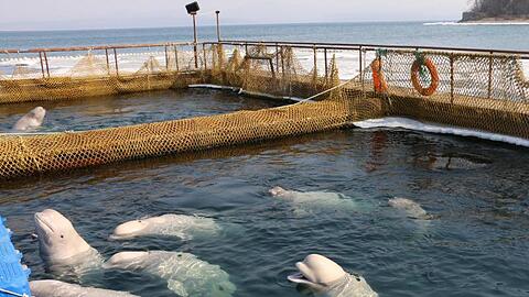 Belugas schwimmen in einer abgesperrten Anlage in Wladiwostok.