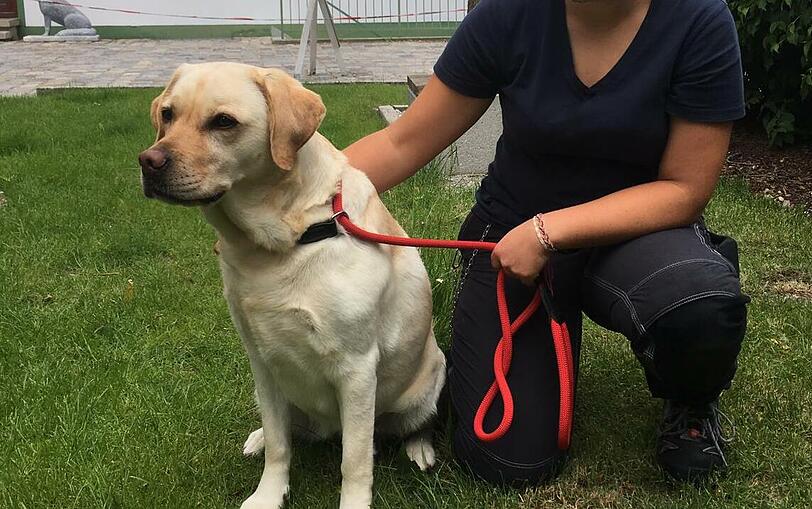 Labrador-Hündin "Fee-Bee" rettet ihr Frauchen.