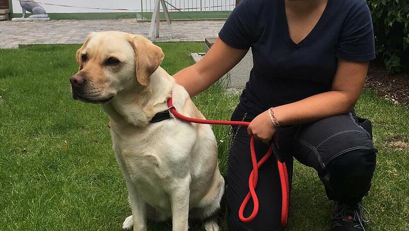 Labrador-Hündin "Fee-Bee" rettet ihr Frauchen. Labrador-Hündin "Fee-Bee" rettet ihr Frauchen.