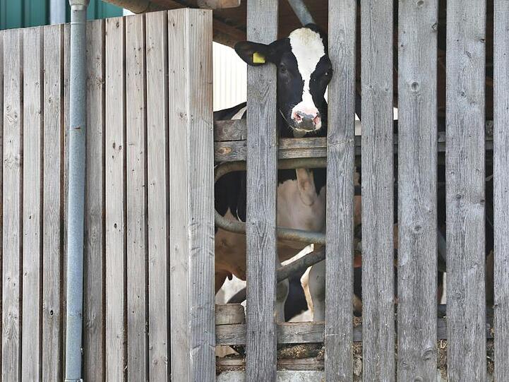 Eine Kuh in einem landwirtschaftlichen Großbetrieb streckt ihren Kopf durch die Holzlatten eines Stalls. Foto: Karl-Josef Hildenbrand/Archivbild