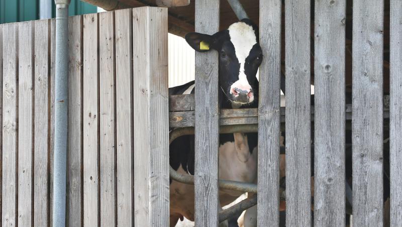 Eine Kuh in einem landwirtschaftlichen Großbetrieb streckt ihren Kopf durch die Holzlatten eines Stalls. Foto: Karl-Josef Hildenbrand/Archivbild Eine Kuh in einem landwirtschaftlichen Großbetrieb streckt ihren Kopf durch die Holzlatten eines Stalls. Foto: Karl-Josef Hildenbrand/Archivbild
