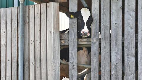 Eine Kuh in einem landwirtschaftlichen Großbetrieb streckt ihren Kopf durch die Holzlatten eines Stalls. Foto: Karl-Josef Hildenbrand/Archivbild