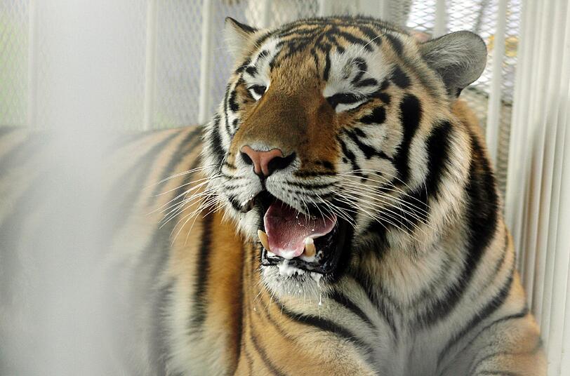 In einem klapprigen Lkw sollten weit Tiger nach Bayern transportiert werden. (Archivbild)