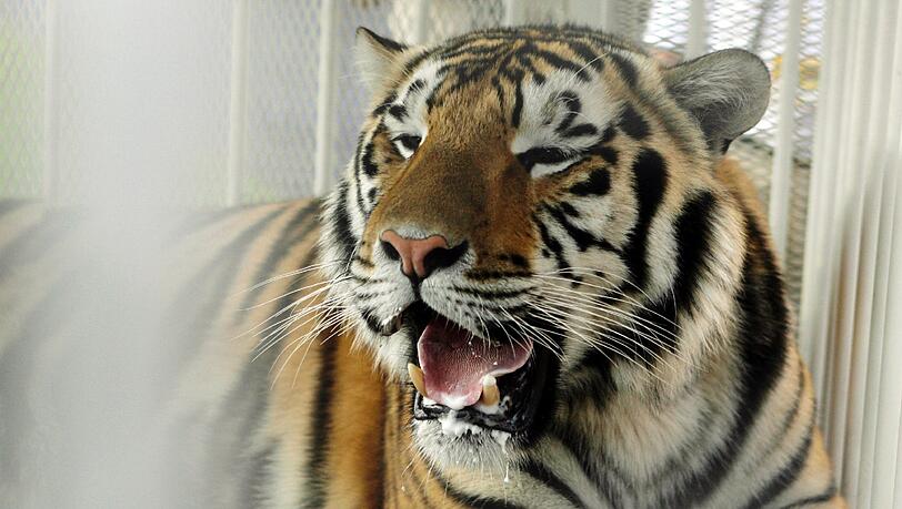 In einem klapprigen Lkw sollten weit Tiger nach Bayern transportiert werden. (Archivbild) In einem klapprigen Lkw sollten weit Tiger nach Bayern transportiert werden. (Archivbild)