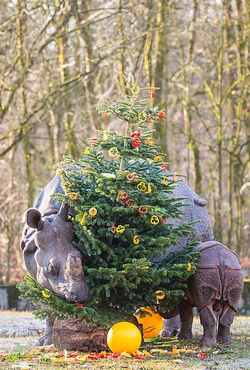 Nashorn-Baby Puri wundert sich sichtlich über den bunt geschmückten Nadelbaum.