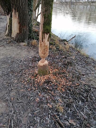 Biberbiss an der Isar. Biberbiss an der Isar.