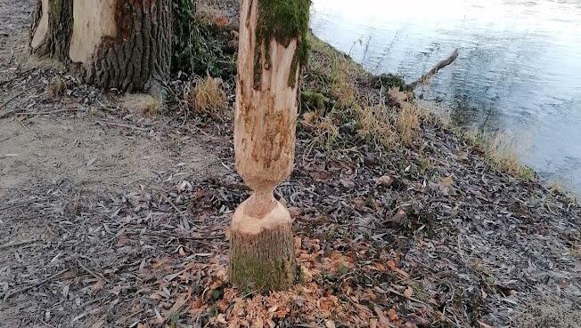 Biberbiss an der Isar. Biberbiss an der Isar.