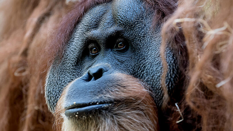 Der 48-jährige Orang Utan Bruno.