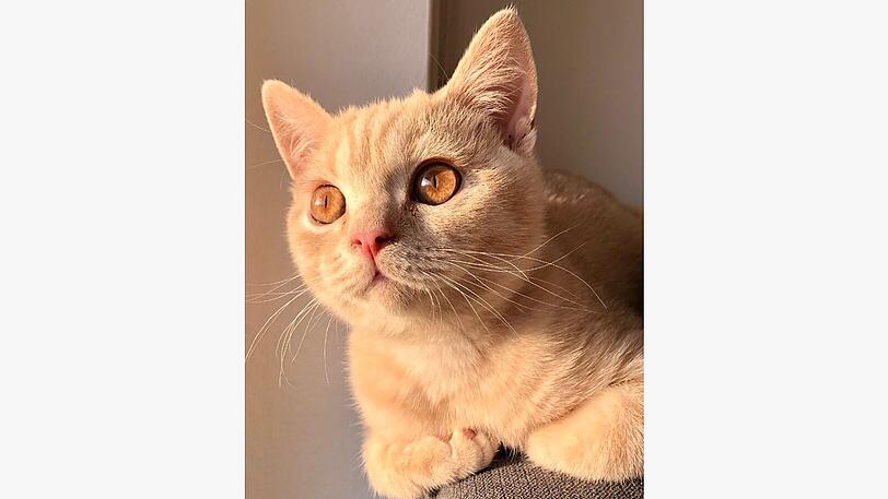 Perseus