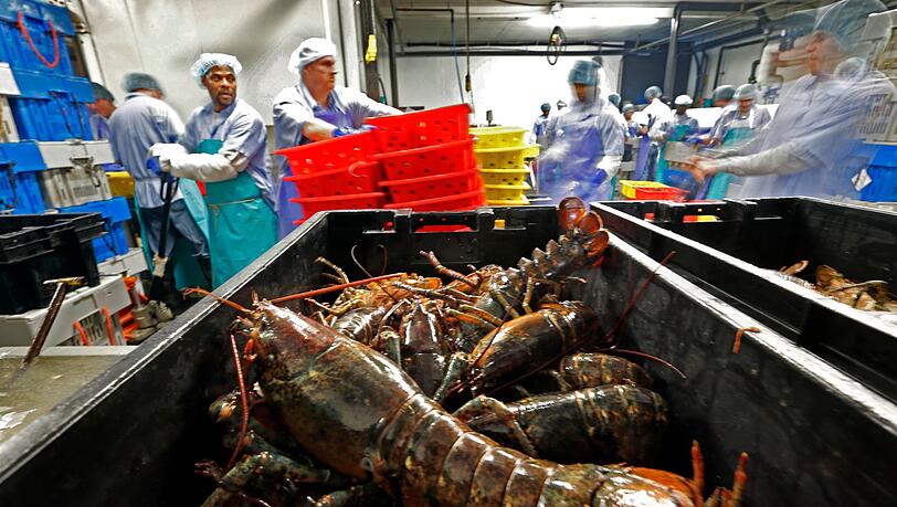 Hummer und gefrorene Hummererzeugnisse mit Ursprung in den Vereinigten Staaten d&uuml;rfen k&uuml;nftig zollfrei in die EU importiert werden. (Archivbild)