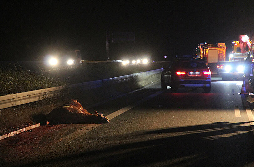 Die Tiere waren aus einer nahen Koppel entlaufen.