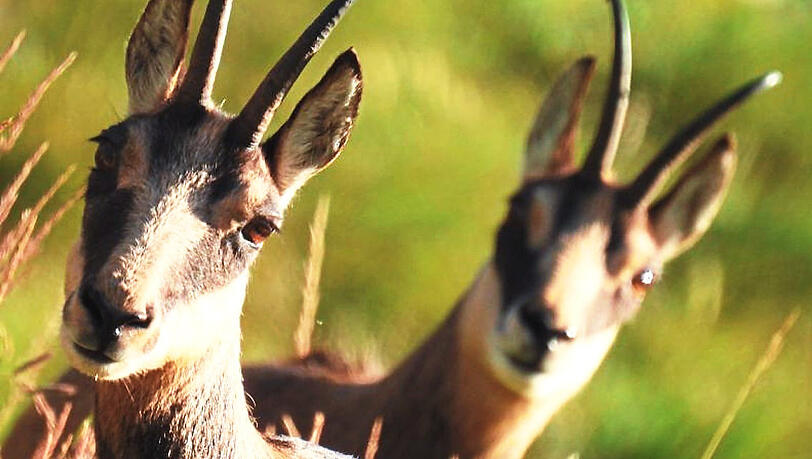 Gämsen, wie diese beiden, sieht man immer seltener. Foto: Wildes Bayern