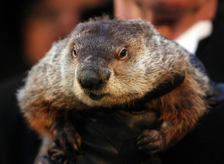 Murmeltier "Phil"