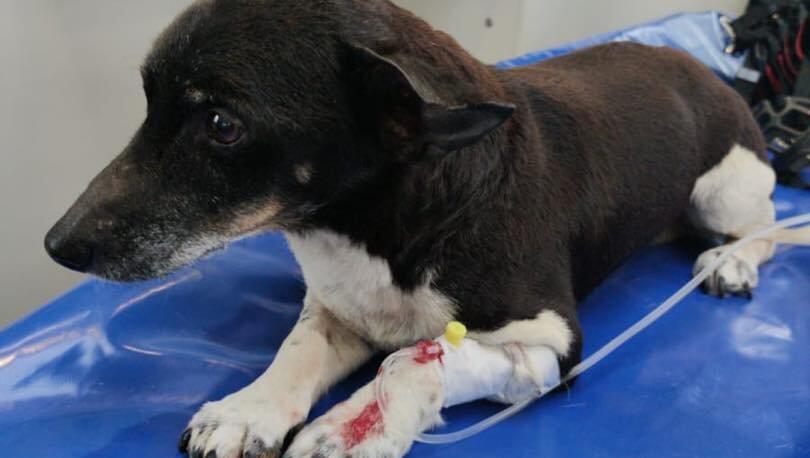 Um Hunde und Co. kümmern sich die Tierretter. Um Hunde und Co. kümmern sich die Tierretter.