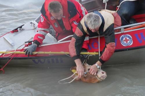 Rettungsaktion der Feuerwehr: Wie kam das Tier ins Wasser?