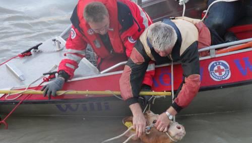 Rettungsaktion der Feuerwehr: Wie kam das Tier ins Wasser? Rettungsaktion der Feuerwehr: Wie kam das Tier ins Wasser?