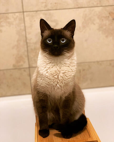 Milo