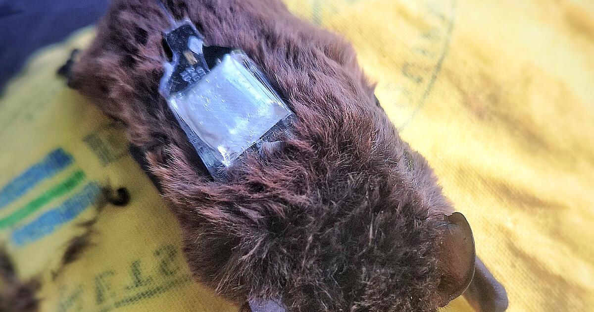 13-Fledermausarten-in-M-nchen-trotz-Bauboom