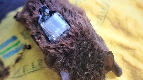 Der Kleinabendsegler ist eine stark gef&auml;hrdete Fledermausart. (Archivbild)