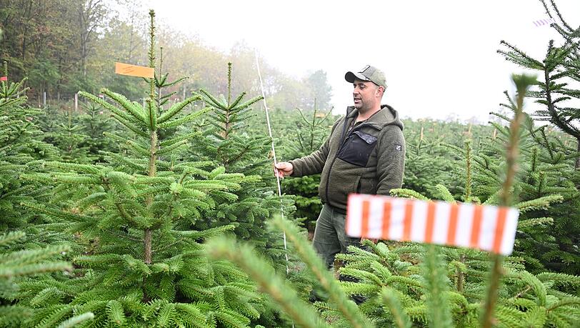 Der Vorsitzende des Christbaumverbandes Baden-W&uuml;rttemberg, Sebastian Fertig, steht in einer Anpflanzung von Weihnachtsb&auml;umen in Mudau im Norden Baden-W&uuml;rttembergs.