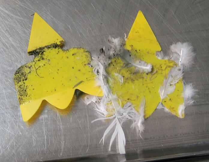 Die Taube wurde mit Pattex-Kleber und Gelbstickern (zur Bekämpfung von Schädlingen an Topfpflanzen) malträtiert.