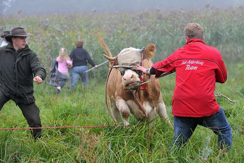 ...die Tierschützer müssen sie mit vereinten Kräften festhalten.
