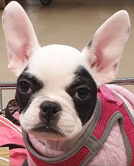Daisy