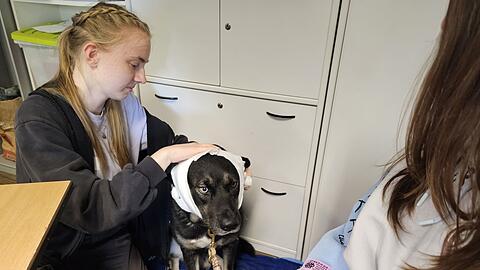 Hund "Puma" erhält im Erste-Hilfe-Kurs in Halle einen Kopfverband.