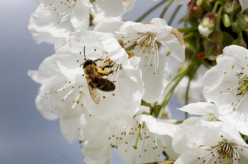 Eine Biene auf einer Apfelblüte.