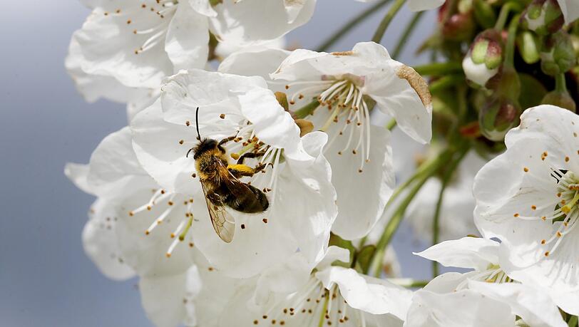Eine Biene auf einer Apfelblüte. Eine Biene auf einer Apfelblüte.