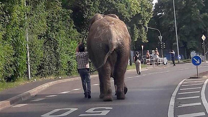 Das Foto der Polizei zeigt, wie der Elefant gerade durch die Ortschaft spaziert.
