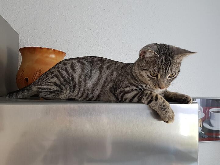 Timmi