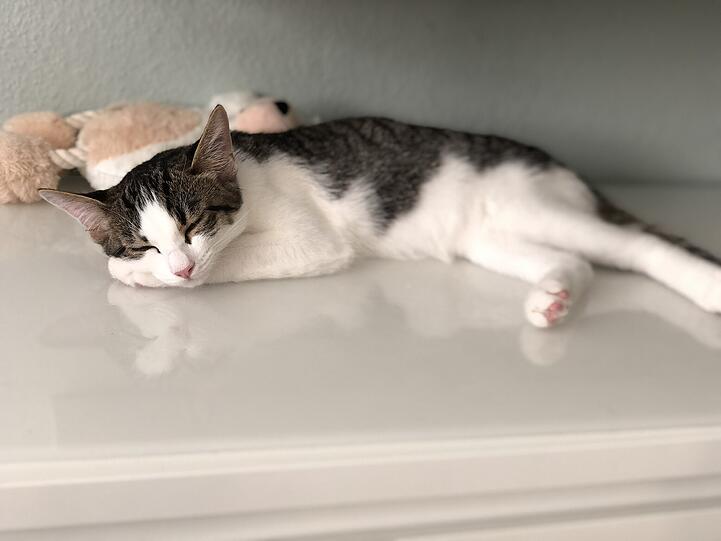Cleo