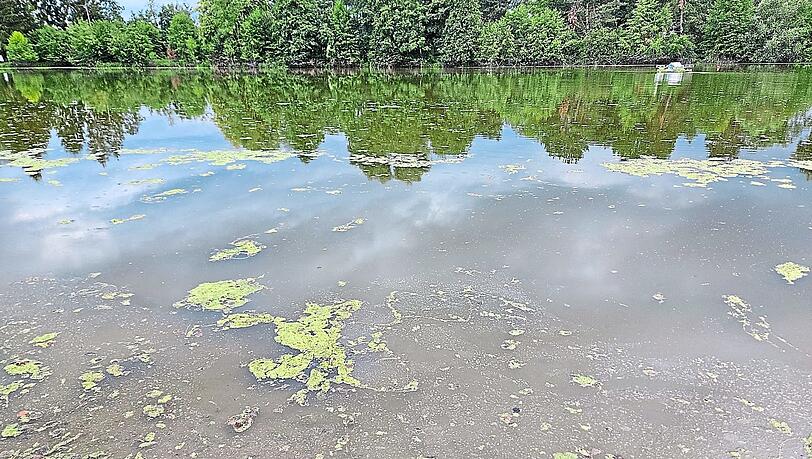 Im Ebenhausener Weiher haben sich in diesem Jahr die Blaualgen laut Gesundheitsamt "massenhaft" vermehrt.