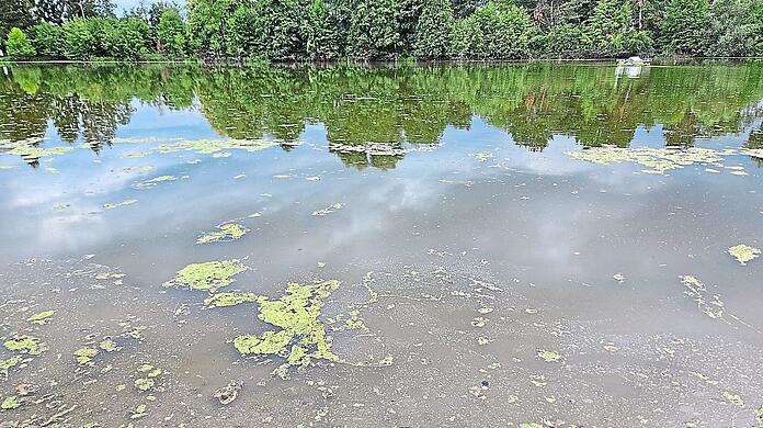 Im Ebenhausener Weiher haben sich in diesem Jahr die Blaualgen laut Gesundheitsamt "massenhaft" vermehrt.