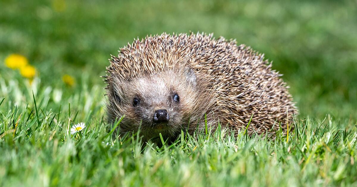 Fr-hling-im-Dezember-Was-die-hohen-Temperaturen-f-r-Igel-und-Feldhamster-bedeuten