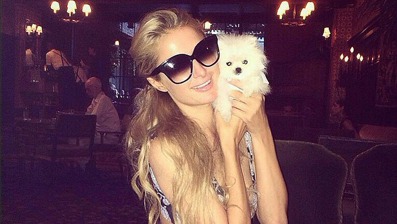 Paris Hilton präsentiert ihren neuen Welpen Paris Hilton präsentiert ihren neuen Welpen
