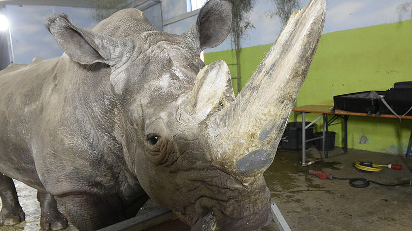 Tsavo gehört dem Circus Krone.
