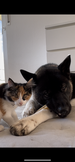 Katze Thalia (Angora mix) und American Akita Tyson