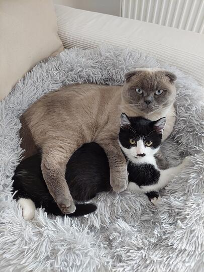 Kater Teddi (Scottish Fold) und Carlo (EKH-Mix)