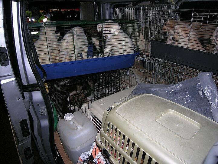 Unglaubliche 43 Hundewelpen hatte ein Mann in einem Pkw-Kombi eng zusammengepfercht transportiert.