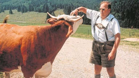 Hier streichelt der ehemalige Bundeslandwirtschaftsminister Josef Ertl eine Kuh.
