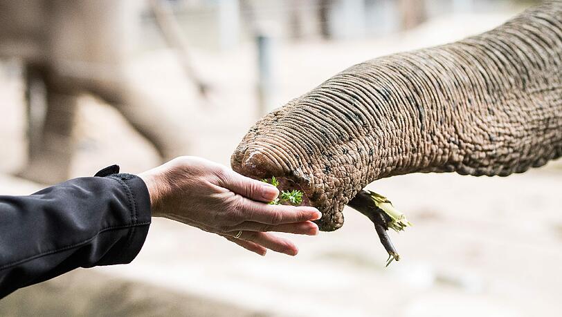 Ein Elefant greift nach Futter. (Symbolbild) Ein Elefant greift nach Futter. (Symbolbild)