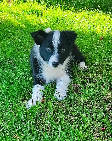 Penny